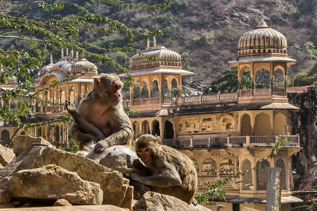 galtaghat monkey temple